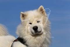 Samoyed