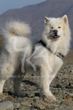 Samoyed