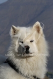 Samoyed