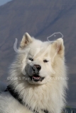 Samoyed