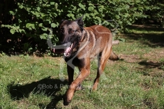 Shepherd - Belgian Malinois