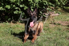 Shepherd - Belgian Malinois