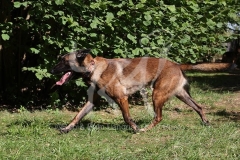 Shepherd - Belgian Malinois