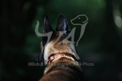 Shepherd - Belgian Malinois