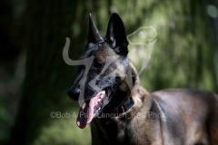 Shepherd - Belgian Malinois