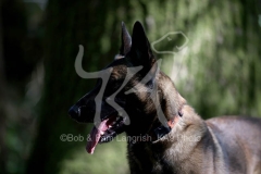 Shepherd - Belgian Malinois