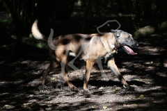 Shepherd - Belgian Malinois