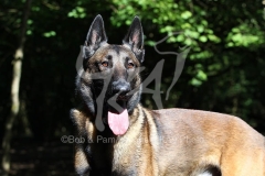 Shepherd - Belgian Malinois