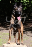 Shepherd - Belgian Malinois