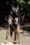 Shepherd - Belgian Malinois