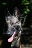 Shepherd - Belgian Malinois