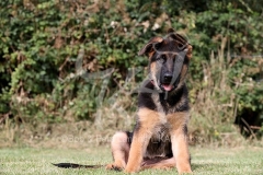 Shepherd - German Long-haired