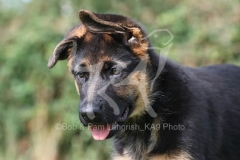 Shepherd - German Long-haired