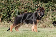 Shepherd - German Long-haired