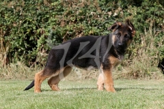 Shepherd - German Long-haired