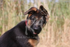 Shepherd - German Long-haired