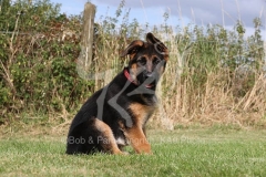 Shepherd - German Long-haired