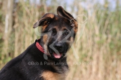 Shepherd - German Long-haired