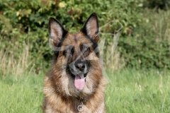 Shepherd - German Long-haired