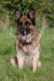 Shepherd - German Long-haired