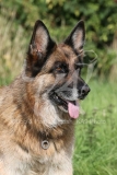 Shepherd - German Long-haired