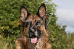 Shepherd - German Long-haired