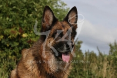 Shepherd - German Long-haired