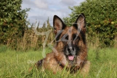 Shepherd - German Long-haired