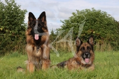 Shepherd - German Long-haired