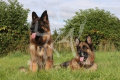 Shepherd - German Long-haired