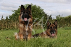 Shepherd - German Long-haired