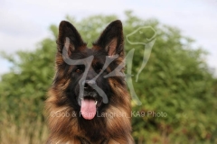 Shepherd - German Long-haired