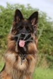 Shepherd - German Long-haired