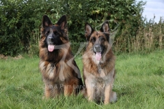 Shepherd - German Long-haired