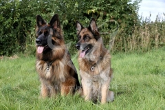 Shepherd - German Long-haired