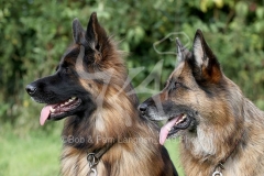 Shepherd - German Long-haired