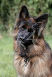 Shepherd - German Long-haired