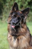 Shepherd - German Long-haired