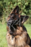 Shepherd - German Long-haired