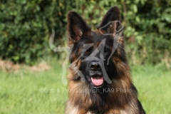 Shepherd - German Long-haired