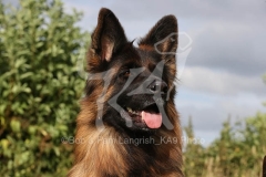 Shepherd - German Long-haired