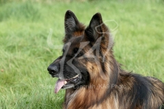 Shepherd - German Long-haired