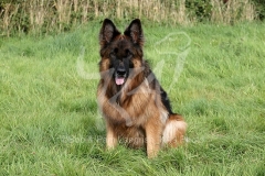 Shepherd - German Long-haired