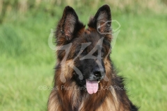 Shepherd - German Long-haired