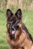 Shepherd - German Long-haired