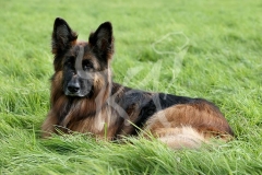 Shepherd - German Long-haired