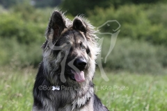 Shepherd - German Long-haired