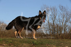 Shepherd - German Long-haired