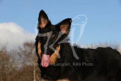 Shepherd - German Long-haired