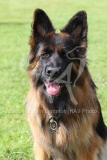 Shepherd - German Long-haired